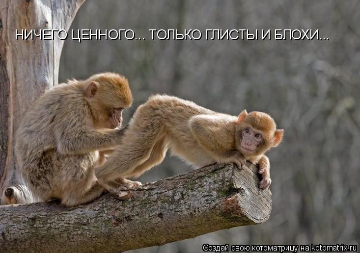 НИЧЕГО ЦЕННОГО... ТОЛЬКО ГЛИСТЫ И БЛОХИ...... Котоматрица: НИЧЕГО ЦЕННОГО... ТОЛЬКО ГЛИСТЫ И БЛОХИ...