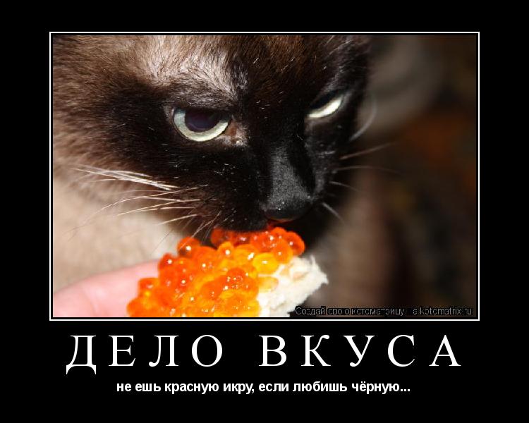 дело вкуса не ешь красную икру, если любишь чёрную...... Котоматрица: дело вкуса не ешь красную икру, если любишь чёрную...