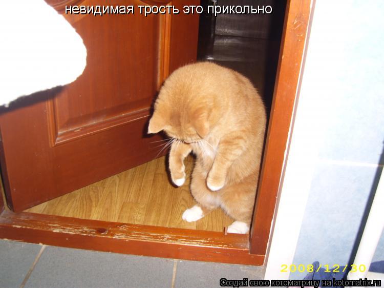 невидимая трость это прикольно... Котоматрица: невидимая трость это прикольно