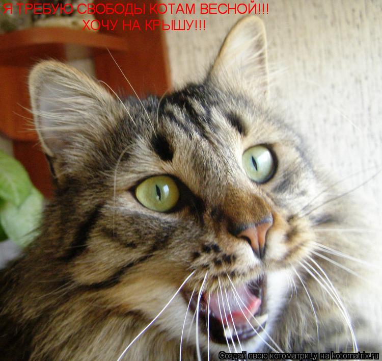 Я ТРЕБУЮ СВОБОДЫ КОТАМ ВЕСНОЙ!!! Я ТРЕБУЮ СВОБОДЫ КОТАМ ВЕСНОЙ!!! ХОЧУ НА КРЫШУ!!!... Котоматрица: Я ТРЕБУЮ СВОБОДЫ КОТАМ ВЕСНОЙ!!! Я ТРЕБУЮ СВОБОДЫ КОТАМ ВЕСНОЙ!!! ХОЧУ НА КРЫШУ!!!