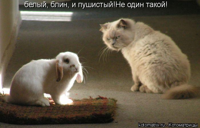 белый, блин, и пушистый!Не один такой!... Котоматрица: белый, блин, и пушистый!Не один такой!