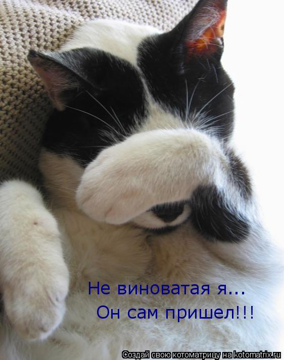 Не виноватая я... Он сам пришел!!!... Котоматрица: Не виноватая я... Он сам пришел!!!