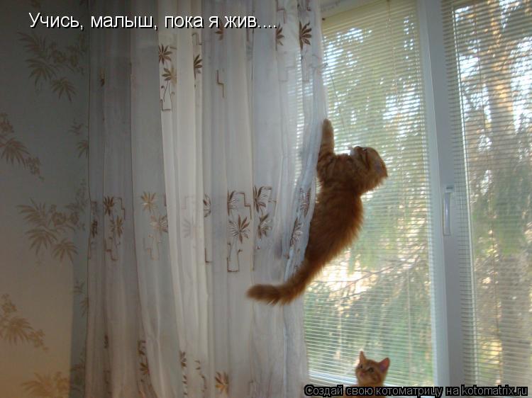 Учись, малыш, пока я жив....... Котоматрица: Учись, малыш, пока я жив....