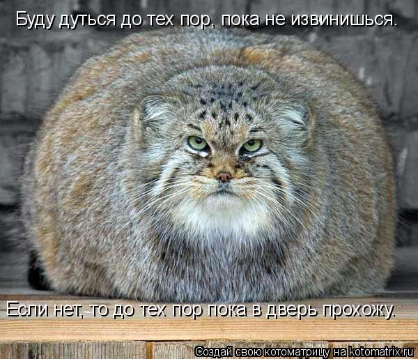 Буду дуться до тех пор, пока не извинишься. Если нет, то до тех пор пока в дверь прохожу.... Котоматрица: Буду дуться до тех пор, пока не извинишься. Если нет, то до тех пор пока в дверь прохожу.