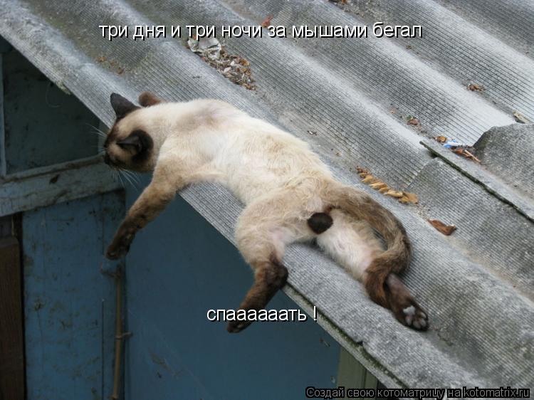 три дня и три ночи за мышами бегал спаааааать !... Котоматрица: три дня и три ночи за мышами бегал спаааааать !