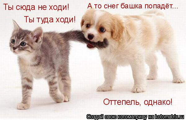 Ты туда ходи! Ты сюда не ходи! А то снег башка попадёт... Оттепель, однако!... Котоматрица: Ты туда ходи! Ты сюда не ходи! А то снег башка попадёт... Оттепель, однако!