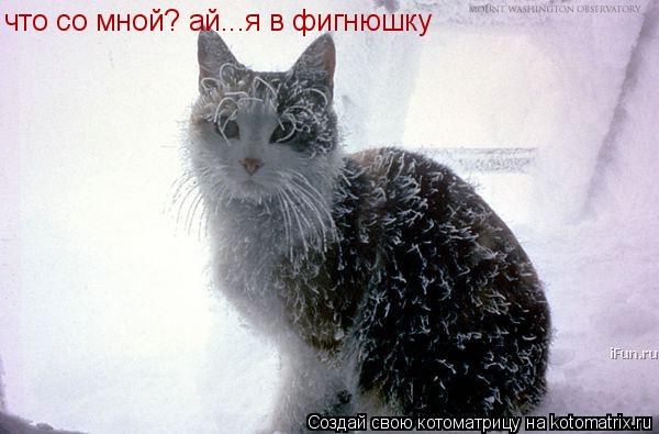 что со мной? ай...я в фигнюшку... Котоматрица: что со мной? ай...я в фигнюшку