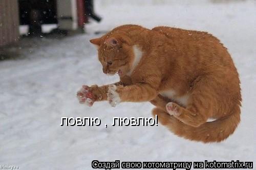 ловлю , лювлю!... Котоматрица: ловлю , лювлю!