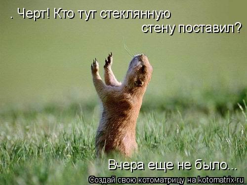 — Черт! Кто тут стеклянную стену поставил? Вчера еще не было...... Котоматрица: — Черт! Кто тут стеклянную стену поставил? Вчера еще не было...