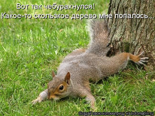 Котоматрица: Какое-то скользкое дерево мне попалось... Вот так чебурахнулся!