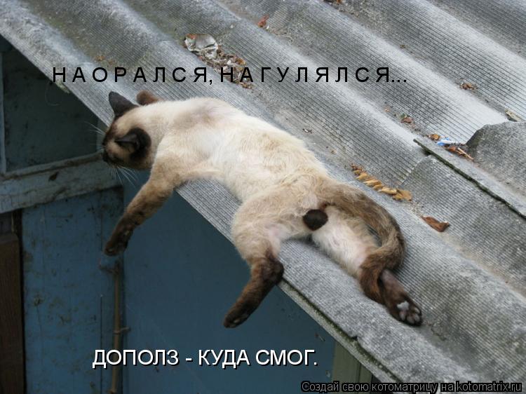 Н А О Р А Л С Я, Н А Г У Л Я Л С Я... ДОПОЛЗ - КУДА СМОГ.... Котоматрица: Н А О Р А Л С Я, Н А Г У Л Я Л С Я... ДОПОЛЗ - КУДА СМОГ.