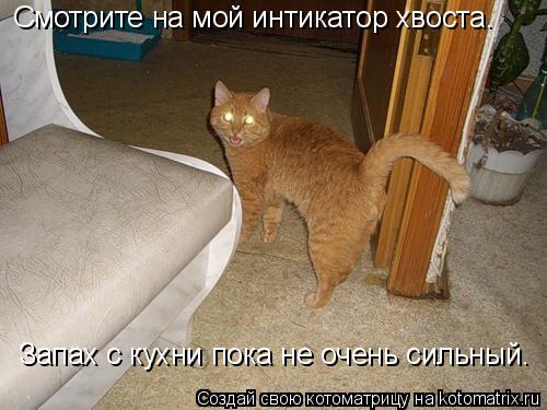 Смотрите на мой интикатор хвоста. Запах с кухни пока не очень сильный.... Котоматрица: Смотрите на мой интикатор хвоста. Запах с кухни пока не очень сильный.