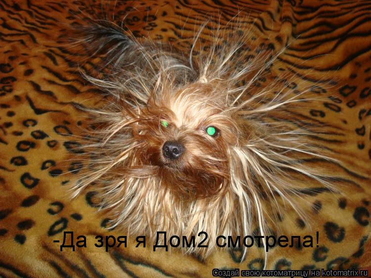 -Да зря я Дом2 смотрела!... Котоматрица: -Да зря я Дом2 смотрела!