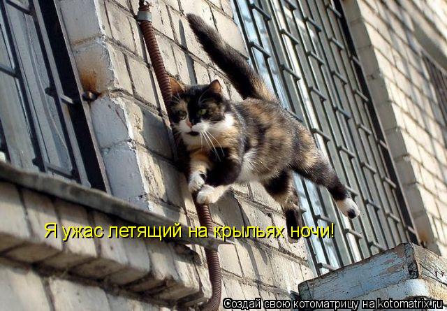 Я ужас летящий на крыльях ночи!... Котоматрица: Я ужас летящий на крыльях ночи!