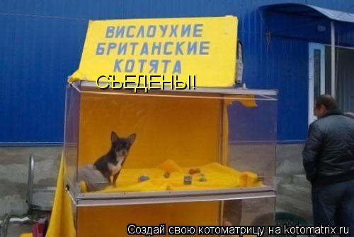 СЪЕДЕНЫ!... Котоматрица: СЪЕДЕНЫ!