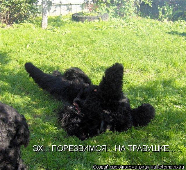 ЭХ... ПОРЕЗВИМСЯ... НА ТРАВУШКЕ...... Котоматрица: ЭХ... ПОРЕЗВИМСЯ... НА ТРАВУШКЕ...