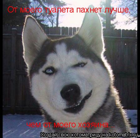 Котоматрица: От моего туалета пахнет лучше,  чем от моего хозяина...