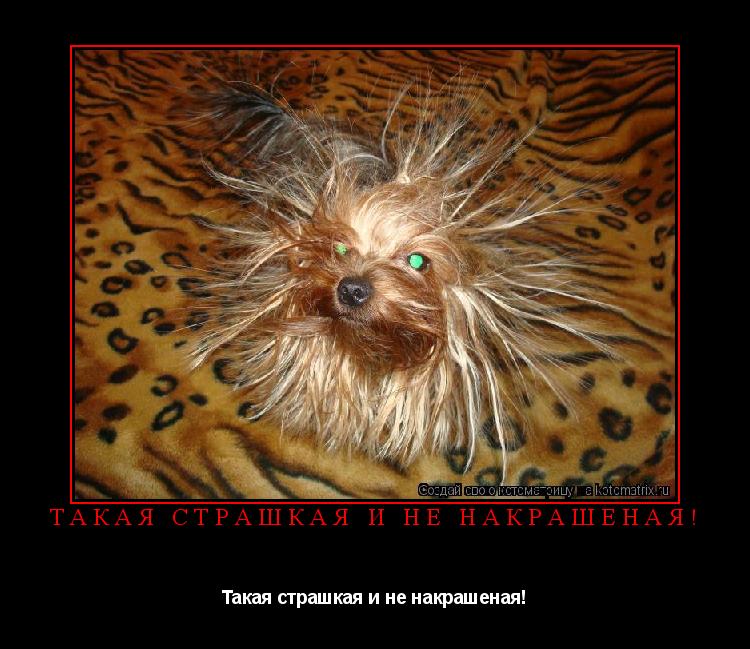 Такая страшкая и не накрашеная! Такая страшкая и не накрашеная!... Котоматрица: Такая страшкая и не накрашеная! Такая страшкая и не накрашеная!