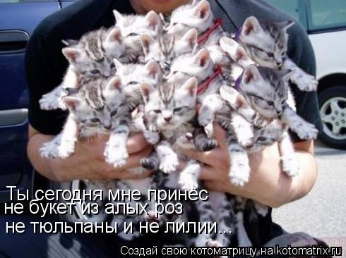 Ты сегодня мне принёс не тюльпаны и не лилии... не букет из алых роз... Котоматрица: Ты сегодня мне принёс не тюльпаны и не лилии... не букет из алых роз