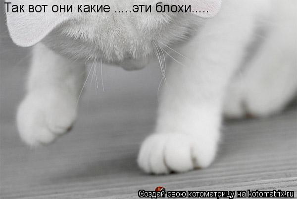 Так вот они какие .....эти блохи........ Котоматрица: Так вот они какие .....эти блохи.....