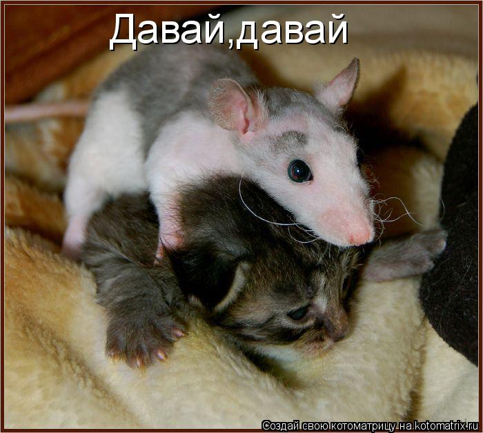 Давай,давай... Котоматрица: Давай,давай