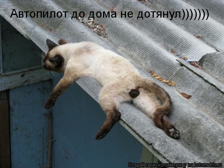 Автопилот до дома не дотянул)))))))... Котоматрица: Автопилот до дома не дотянул)))))))