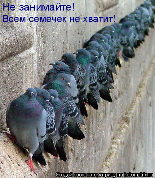 Не занимайте! Всем семечек не хватит!... Котоматрица: Не занимайте! Всем семечек не хватит!