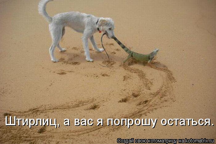 Штирлиц, а вас я попрошу остаться.... Котоматрица: Штирлиц, а вас я попрошу остаться.