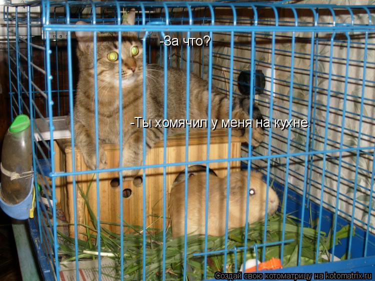 -За что? -Ты хомячил у меня на кухне.... Котоматрица: -За что? -Ты хомячил у меня на кухне.