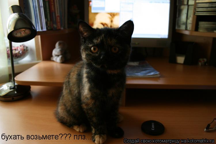 бухать возьмете??? плз...... Котоматрица: бухать возьмете??? плз...