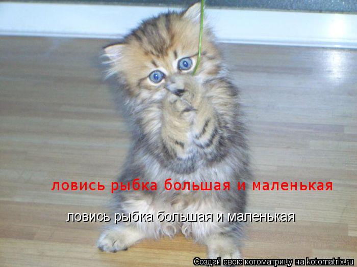 ловись рыбка большая и маленькая ловись рыбка большая и маленькая... Котоматрица: ловись рыбка большая и маленькая ловись рыбка большая и маленькая