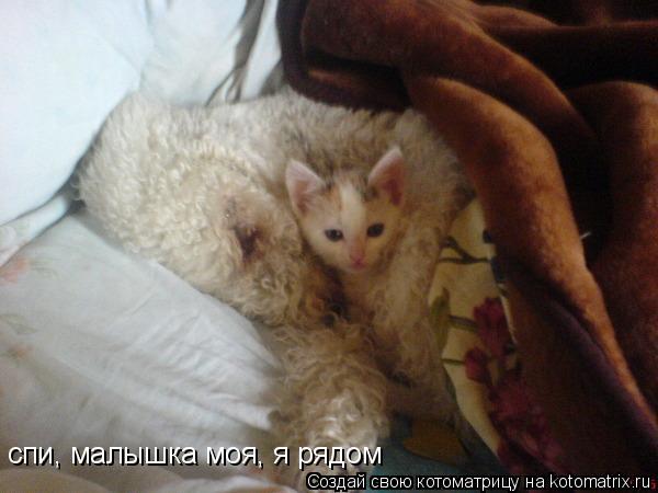 спи, малышка моя, я рядом... Котоматрица: спи, малышка моя, я рядом