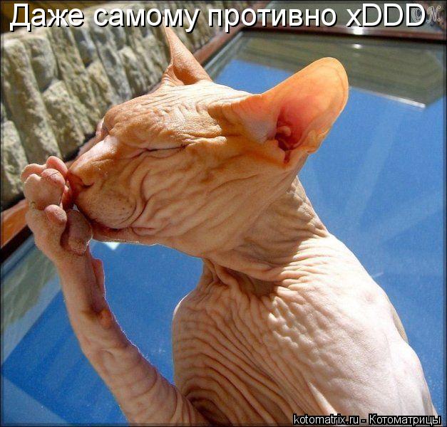 Даже самому противно xDDD... Котоматрица: Даже самому противно xDDD