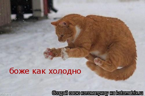 боже как холодно... Котоматрица: боже как холодно