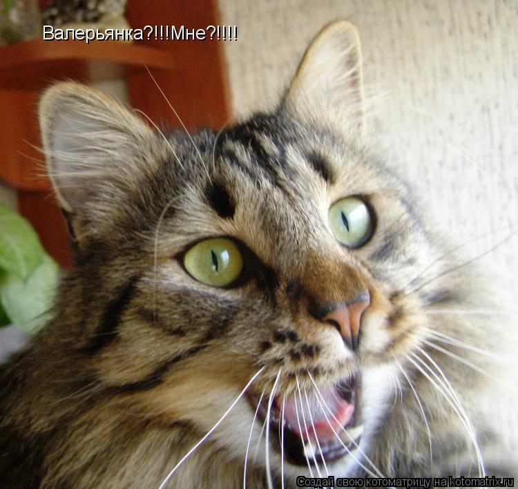 Валерьянка?!!!Мне?!!!!... Котоматрица: Валерьянка?!!!Мне?!!!!