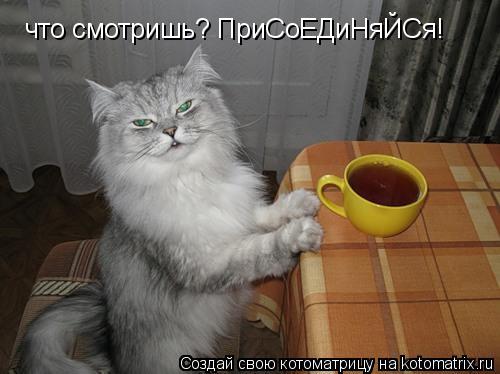 что смотришь? ПриСоЕДиНяЙСя!... Котоматрица: что смотришь? ПриСоЕДиНяЙСя!