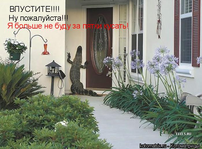 ВПУСТИТЕ!!!! ВПУСТИТЕ!!!! Ну пожалуйста!!! Я больше не буду за пятки кусать!... Котоматрица: ВПУСТИТЕ!!!! ВПУСТИТЕ!!!! Ну пожалуйста!!! Я больше не буду за пятки кусать!
