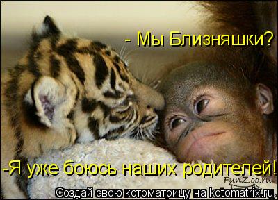 -Я уже боюсь наших родителей!! - Мы Близняшки?... Котоматрица: -Я уже боюсь наших родителей!! - Мы Близняшки?