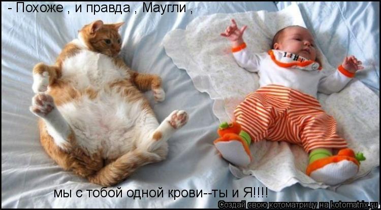 - Похоже , и правда , Маугли , мы с тобой одной крови--ты и Я!!!!... Котоматрица: - Похоже , и правда , Маугли , мы с тобой одной крови--ты и Я!!!!