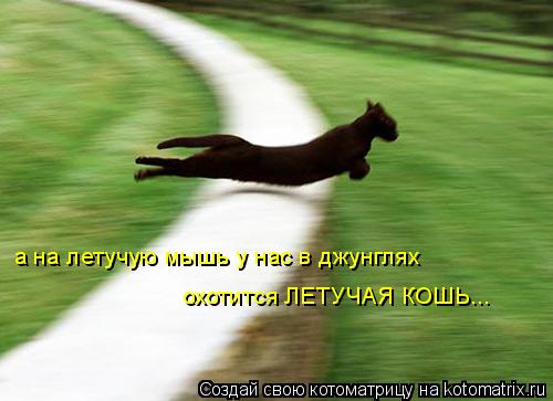 Котоматрица: а на летучую мышь у нас в джунглях охотится ЛЕТУЧАЯ КОШЬ...