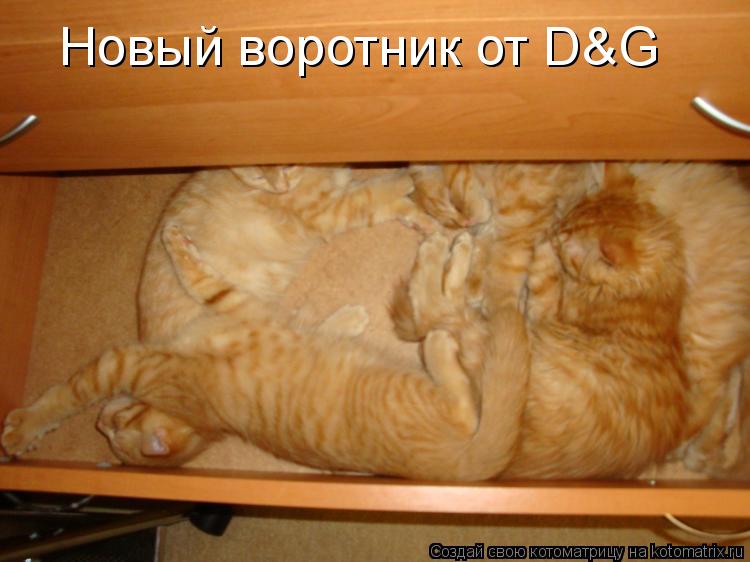 Новый воротник от D&G... Котоматрица: Новый воротник от D&G