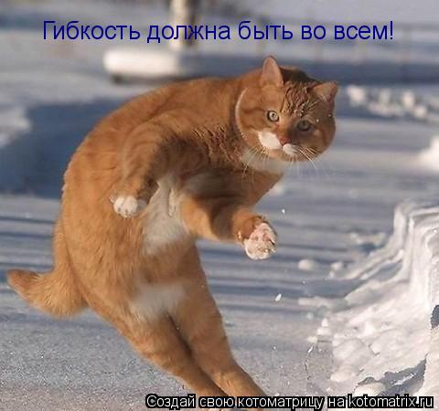 Гибкость должна быть во всем!... Котоматрица: Гибкость должна быть во всем!