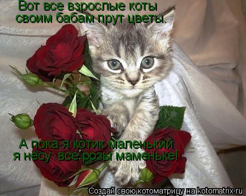 А пока я котик маленький я несу все розы маменьке! Вот все взрослые коты своим бабам прут цветы.... Котоматрица: А пока я котик маленький я несу все розы маменьке! Вот все взрослые коты своим бабам прут цветы.