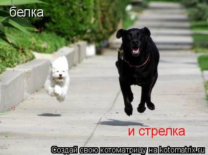 белка и стрелка... Котоматрица: белка и стрелка