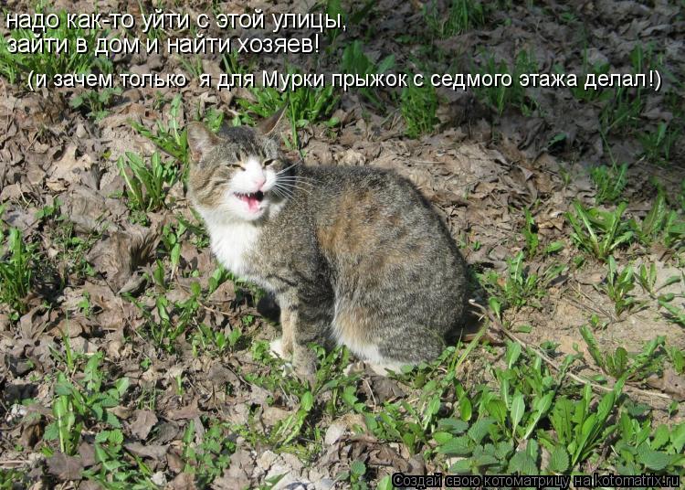 надо как-то уйти с этой улицы, зайти в дом и найти хозяев! (и зачем только я для Мурки прыжок с седм... Котоматрица: надо как-то уйти с этой улицы, зайти в дом и найти хозяев! (и зачем только я для Мурки прыжок с седмого этажа делал!)