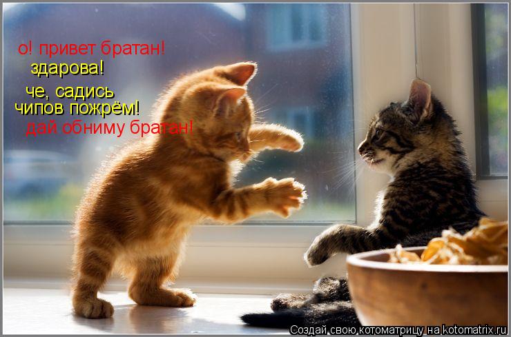 Котоматрица: о! привет братан! здарова! че, садись чипов пожрём! дай обниму братан!