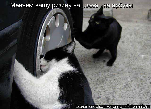 Меняем вашу ризину на...ээээ...на арбузы... Котоматрица: Меняем вашу ризину на...ээээ...на арбузы
