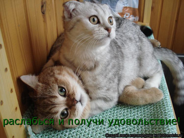 Котоматрица: раслабься и получи удовольствие!