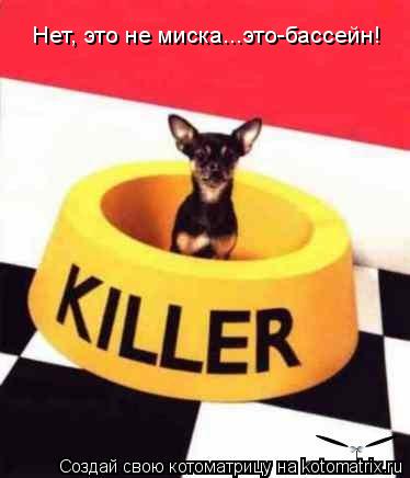 Нет, это не миска...это-бассейн!... Котоматрица: Нет, это не миска...это-бассейн!