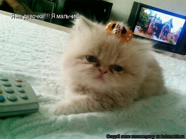Я не девочка!!!! Я мальчик!... Котоматрица: Я не девочка!!!! Я мальчик!